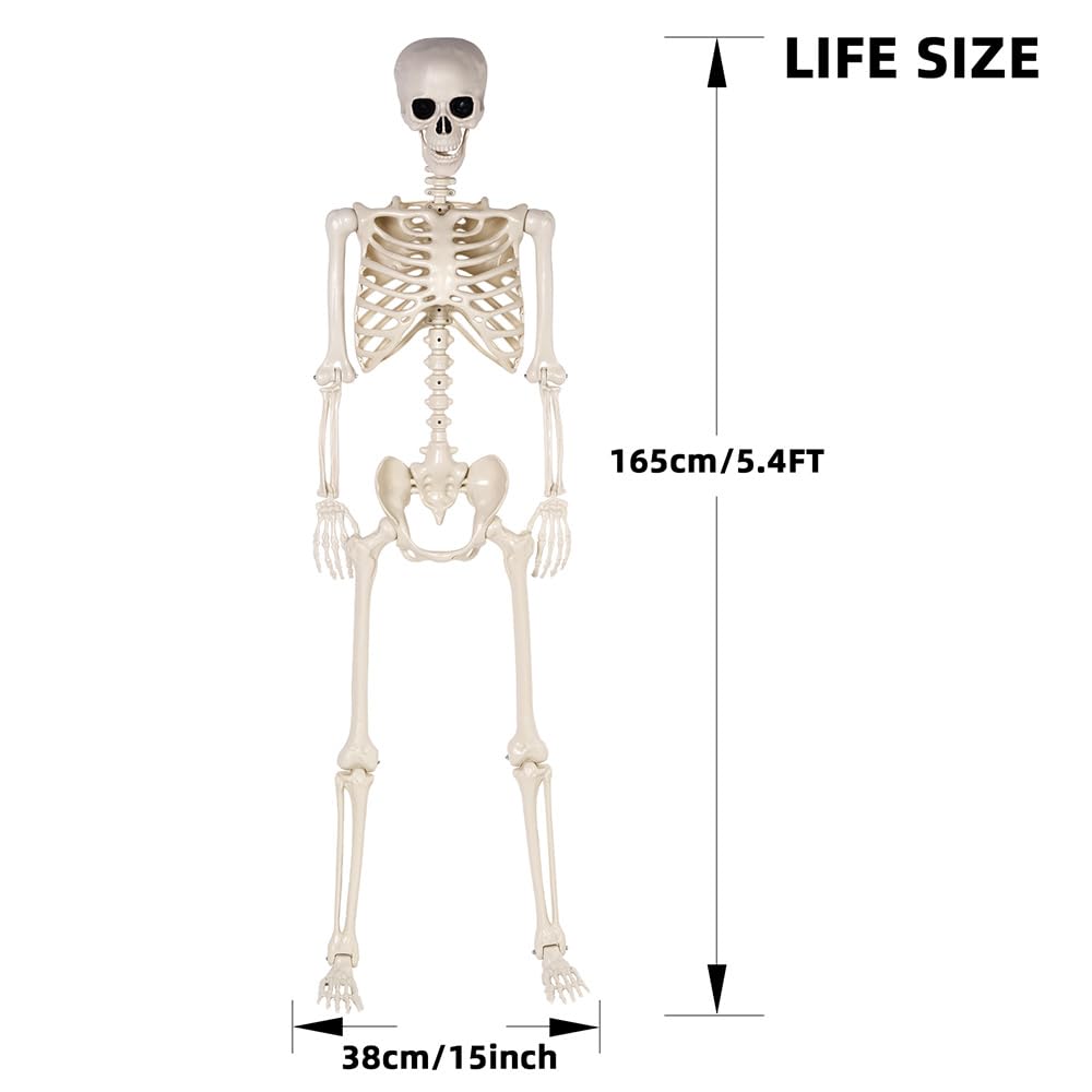 5.4 ft Life Size Posable Plastic Skeleton Y8665
