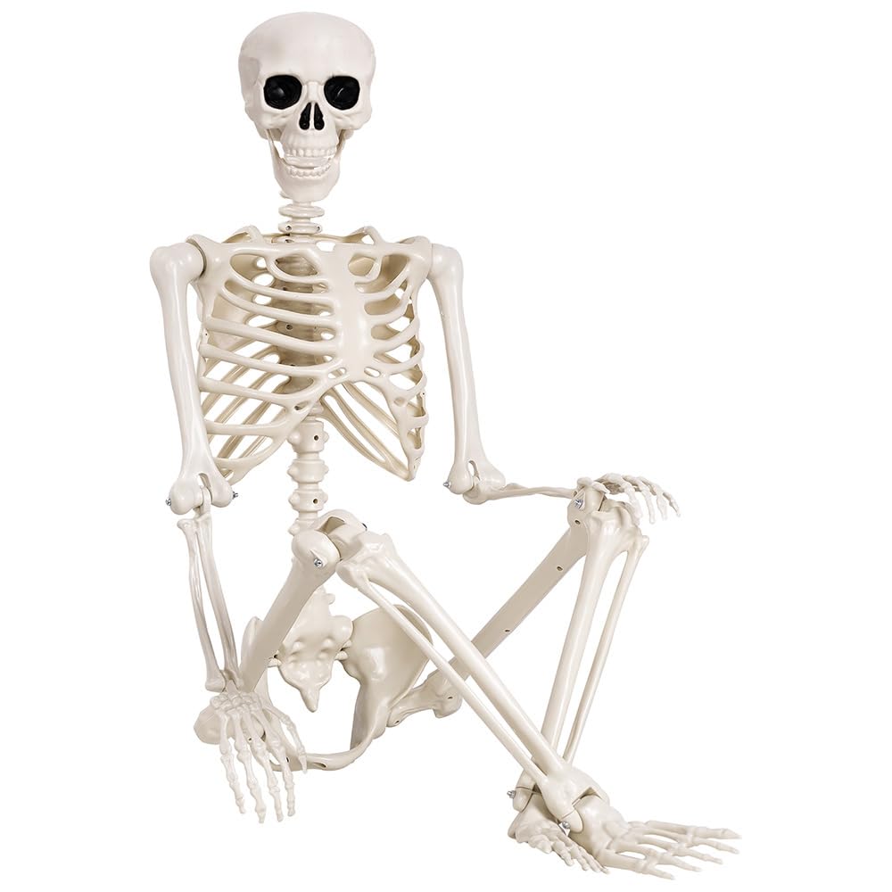 5.4 ft Life Size Posable Plastic Skeleton Y8665