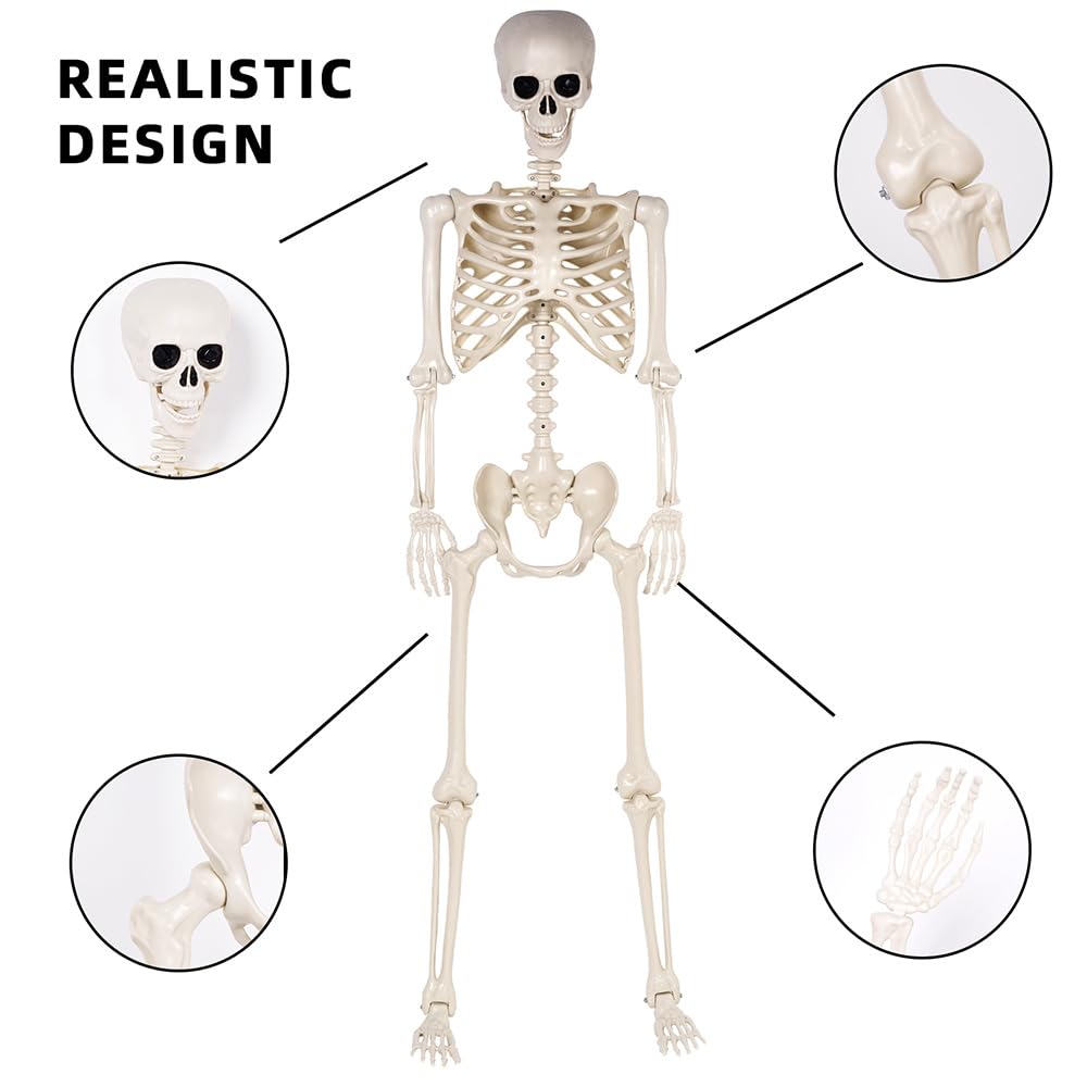 5.4 ft Life Size Posable Plastic Skeleton Y8665
