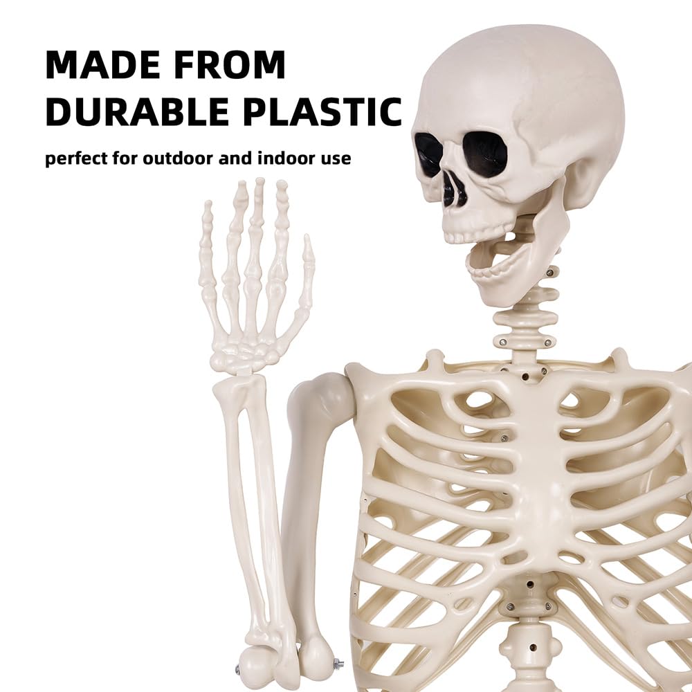 5.4 ft Life Size Posable Plastic Skeleton Y8665