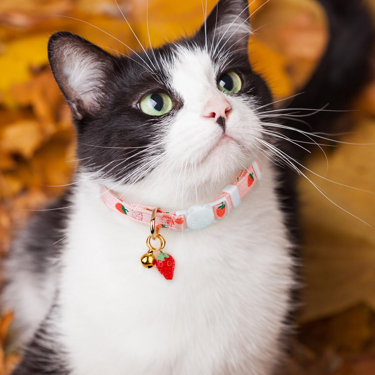 2 Pack Cotton Cat Collar S55365