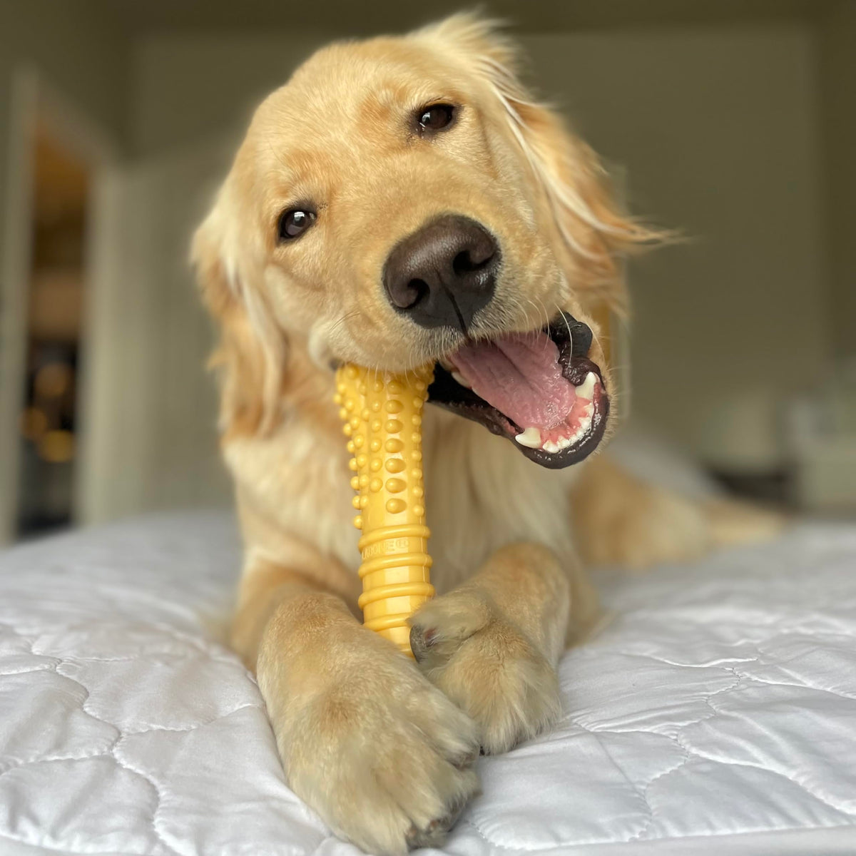 Dog Chew Toys, 3 Count, Large S520913