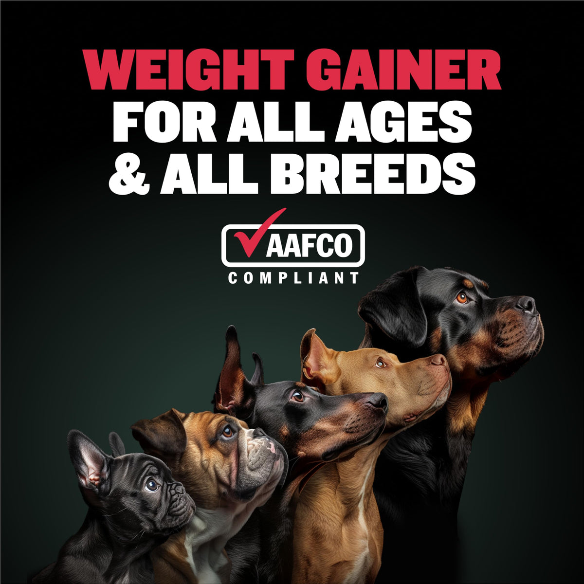 High-Calorie Liquid Weight Gainer & Soft Chews for Dogs I958023