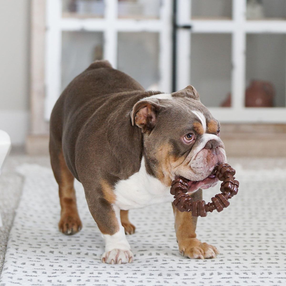 Dog Chew Toys, 3 Count, Large S520913